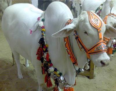best Option for Qurbani