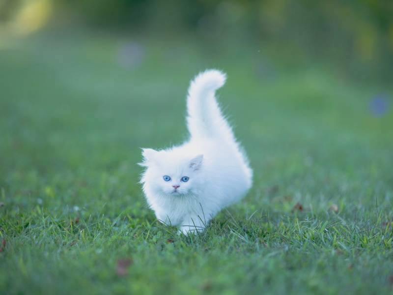 Best Cat For Sale