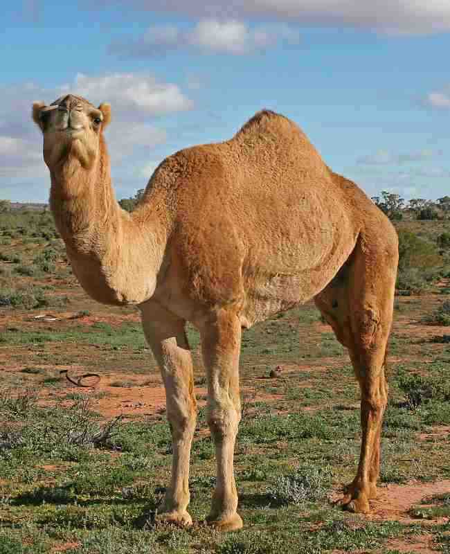 Best camel for sale during this Eid-Ul-Adha
