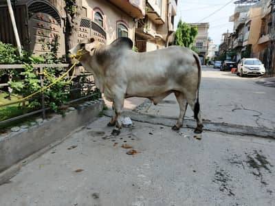 Eid-Ul-Adha Offer