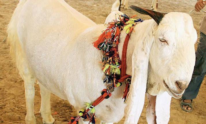 male goat for sale