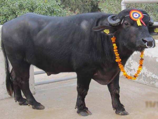 Best Bull for sale for Eid-Ul-Adha