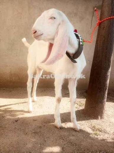 best Goat for sale