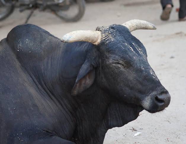 best for Qurbani