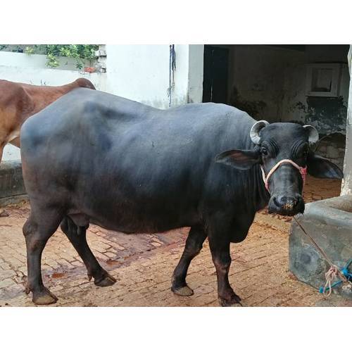 Buffalo for Sale
